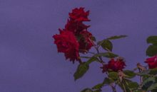 温柔正能量的句子