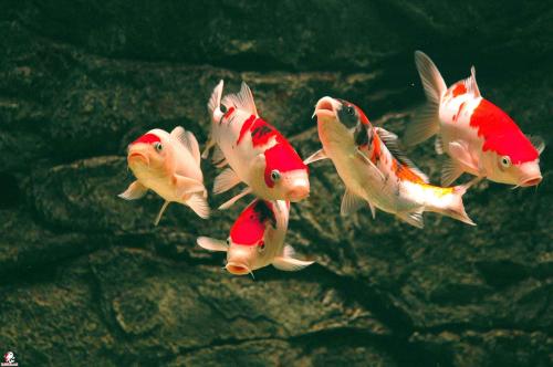 用来形容您的内心兴奋和幸福的句子1