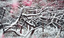 二十四节气大雪的图片和诗句