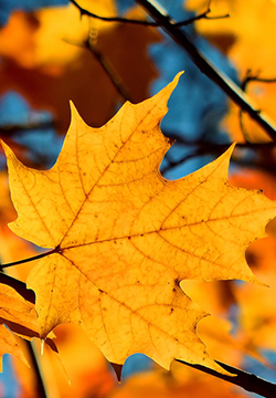 幸福的句子中的幸福是什么1