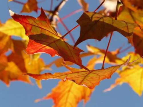 秋季浪漫美丽句子1