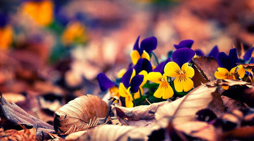 世界上美丽动听的句子