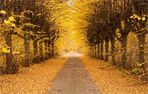 赞美秋天的美丽句子