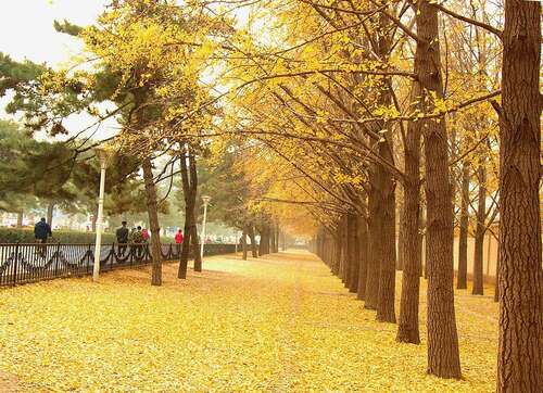 赞美秋天的美丽句子2