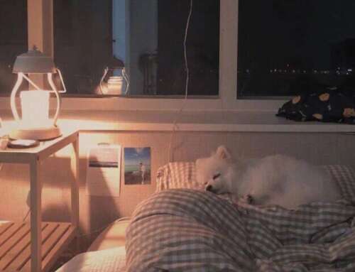 爱的非常甜蜜的简短句子爱的非常甜蜜的简短句子2