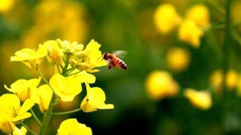 快速而优美的句子2