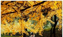 风景如画优美的句子