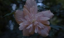 说明很开心的句子