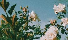 祝你天天开心的句子