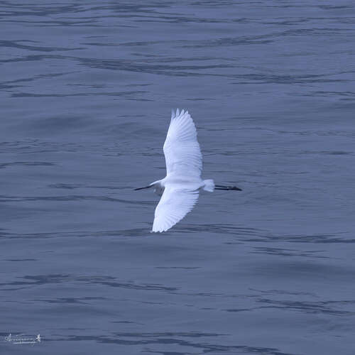 后悔年轻，不勇敢的句子1