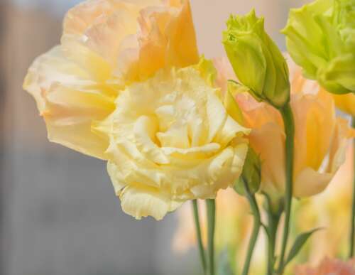 向最爱的人表示衷心的祝福2