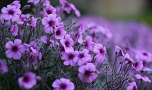 假装开心的句子