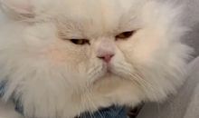 沙雕女孩的可爱文案