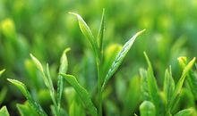 形容茶叶的句子