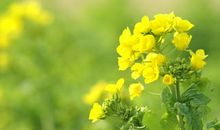 童年开心的句子