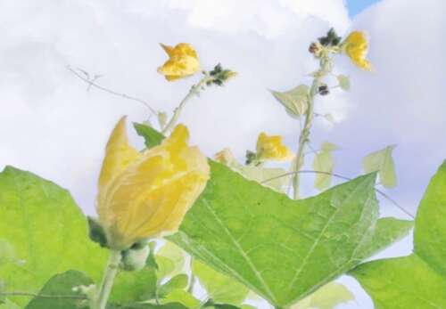 最好的元旦祝福