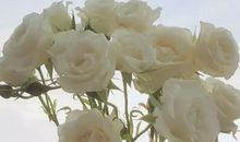 简单干净的小众文案