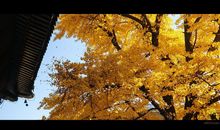 开心而又伤感的句子