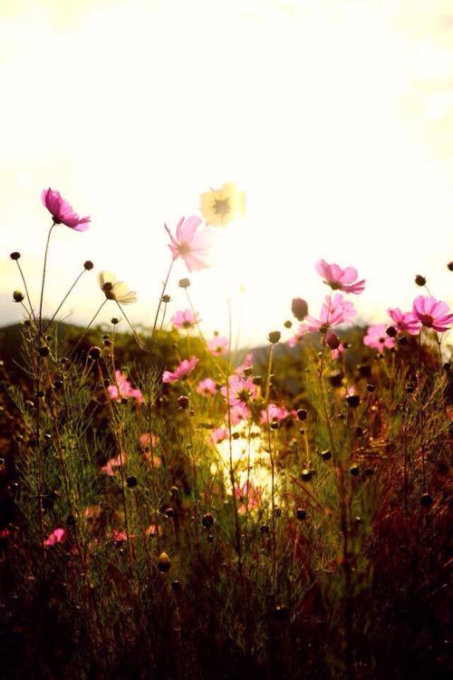 债务困扰和压力大的句子1