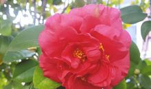 幽默赏花风趣的句子