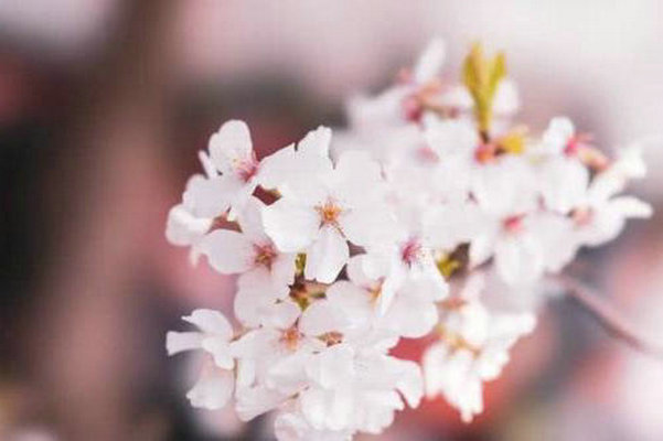 生活,春天之后,夏天,秋天之后,令人惊叹的岁月