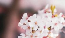 人生，经过春，经过夏，经过秋，惊艳了岁月