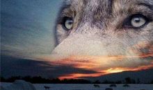 部队狼性口号霸气押韵