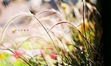 心烦想大声呐喊的句子