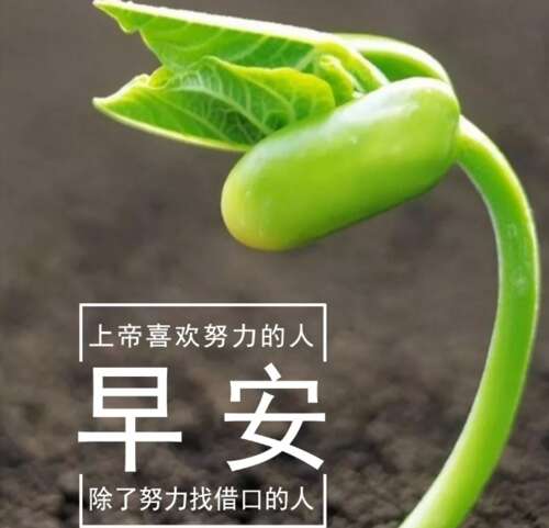 早上好,美丽的照片,早上,心语