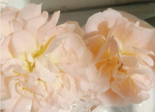 值得文学艺术和惊人句子的副本