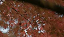 被爱人背叛难过句子