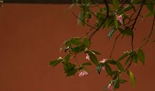 爱情中受到背叛的难过