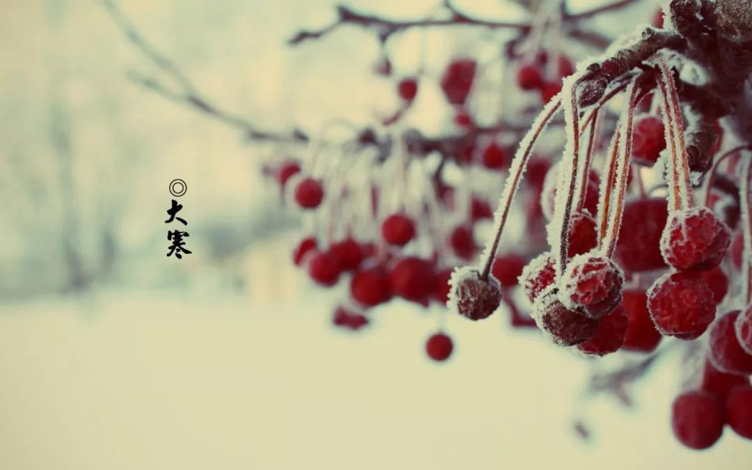 关于二十四冬青寒冷的人工诗歌