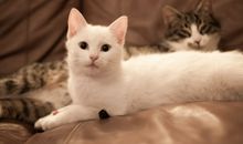 凡尔赛文学语句子