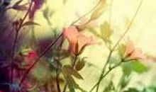 有关亲情回报的句子