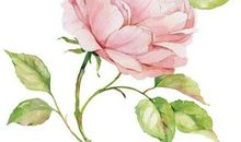 亲情伤感的句子说说心情