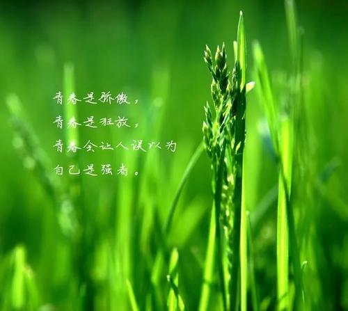 朋友圈是美丽的句子短句