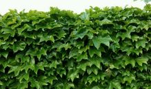 朋友圈说说简单生活