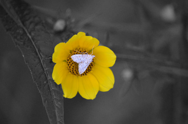 Weimei Saxi SAD句子1