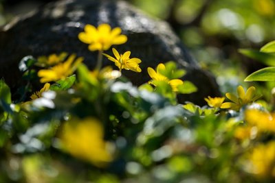 美丽的古代声明1