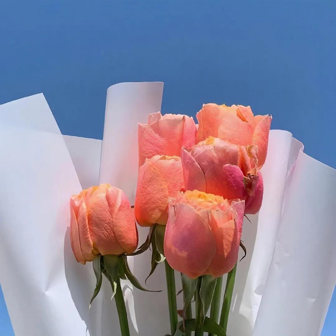 15,太阳,非常温暖。你的笑,非常浅。坚持,非常好。它就像在梦中的一朵花。