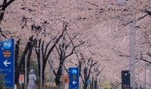 关于每天都开心的句子