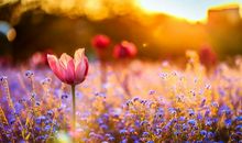 触动人心的心灵鸡汤