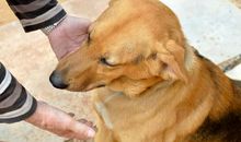 狗和人的的友情句子