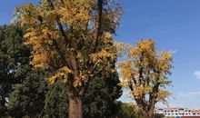 春暖花开心情不好的句子