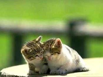 照顾问候朋友sms 1