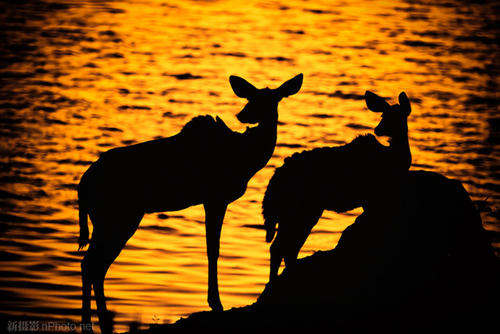 每日问候每日问候SMS微信