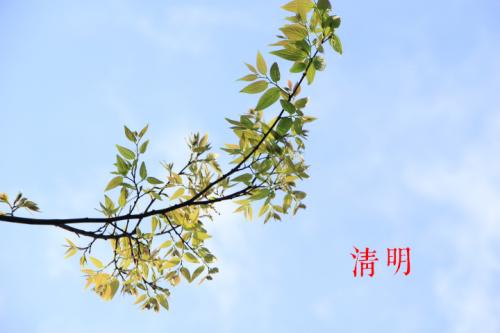清明节向长老提供了一条消息