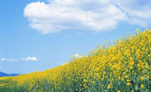 关于油菜籽的美丽短句