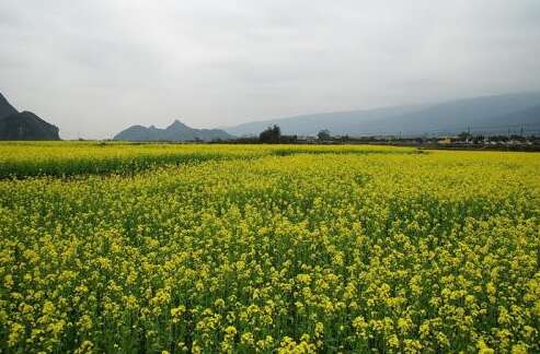 关于油菜籽的美丽短句
